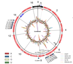 Enriched zones of embedded ribonucleotides are associated with DNA replication and coding sequences in the human mitochondrial genome