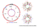 Human mtDNA paper accepted by NAR