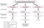 Optimization of rNMP capture techniques