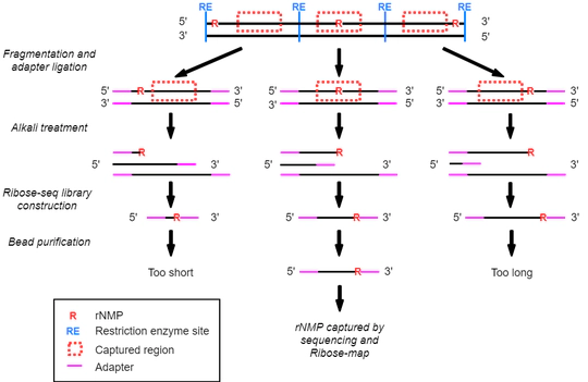 Optimization of rNMP capture techniques