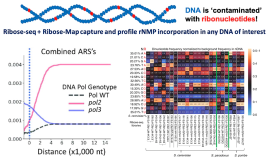 rNMP incorporation characteristics in eukaryotic genomic DNA
