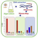 Disproportionate presence of adenosine in mitochondrial and chloroplast DNA of Chlamydomonas reinhardtii