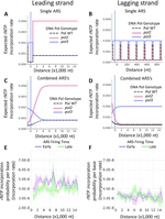 Frequency and patterns of ribonucleotide incorporation around autonomously replicating sequences in yeast reveal the division of labor of replicative DNA polymerases