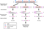 RESCOT: Restriction enzyme set and combination optimization tools for rNMP capture techniques